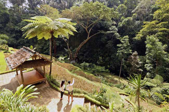 Taman dari bekas sawah yang tidak produktif di hutan bambu Semara Ratih Desa Taro, Gianyar, Bali. (GATRA/Jongki Handianto)