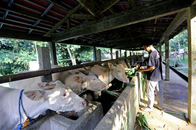 Konservasi Lembu Putih Suci di Desa Taro, Gianyar, Bali. (GATRA/Jongki Handianto)
